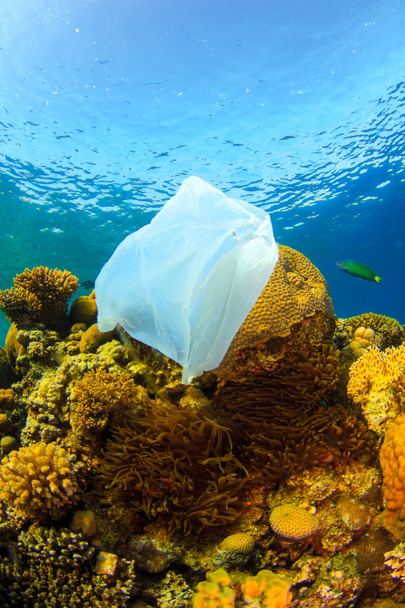 plastique sac déchet mer coraux pollution
