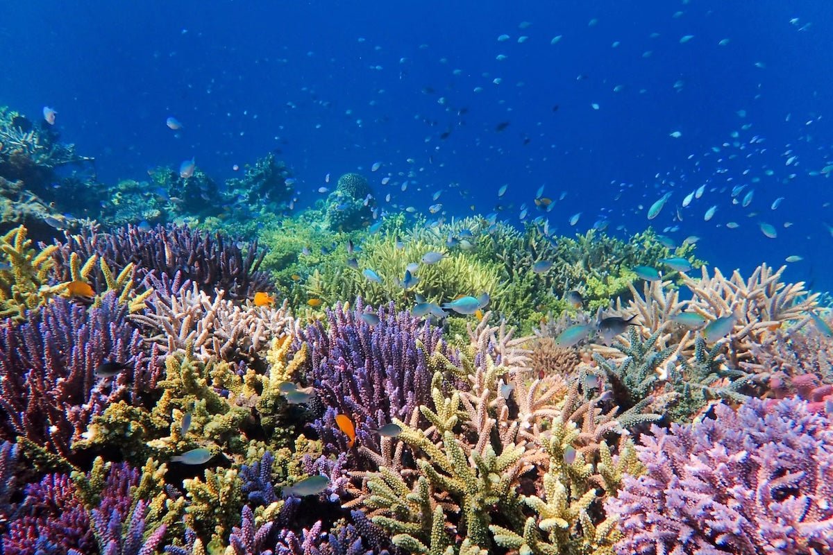 récifs coralliens
