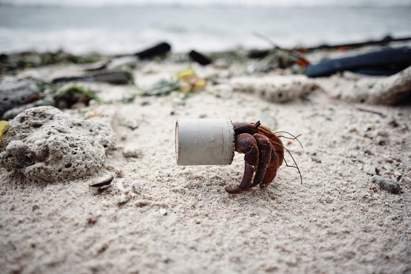 Photographe Matthew Sharp photo déchet maldives plage océans pollution