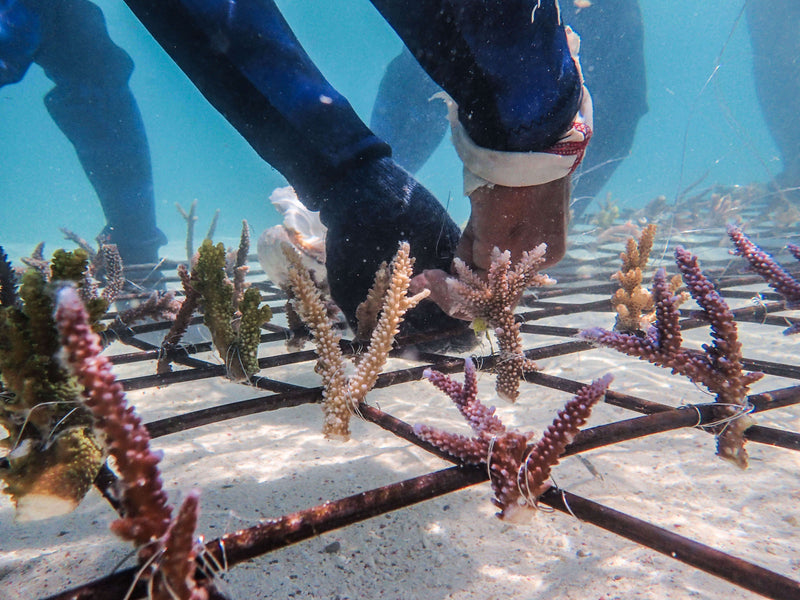 coraux coral guardian engagement association
